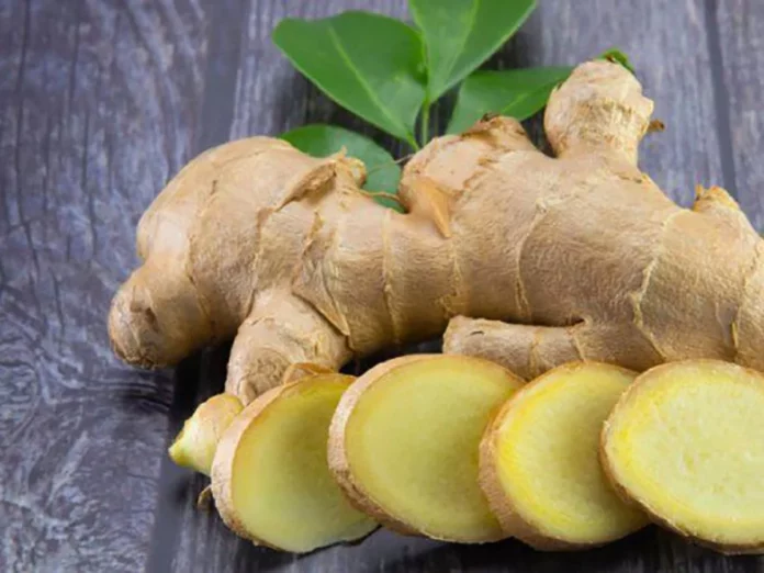 El jengibre, una planta medicinal eficaz como medicamento, especia o infusión