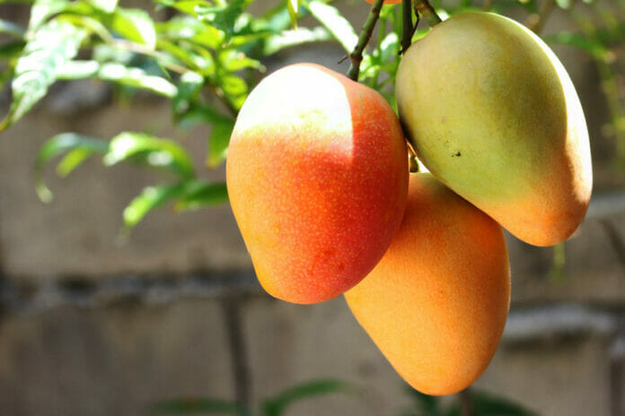 10 beneficios del Mango