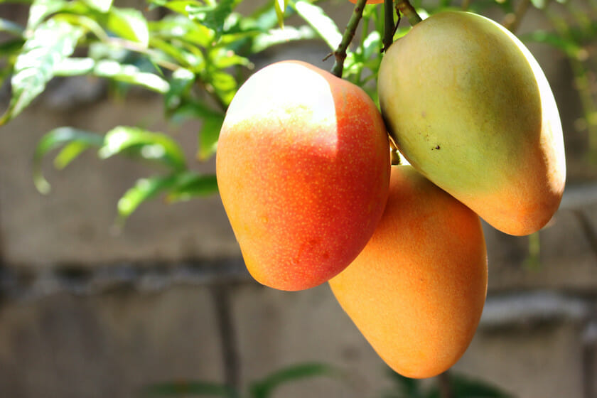 10 beneficios Mango - Su Mundo