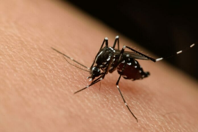 ¡Alerta epidemiológica! Salud Pública avisa que el chikungunya se acerca