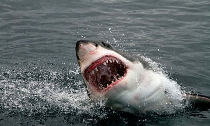 Al menos tres personas gravemente atacadas por tiburones en Brasil