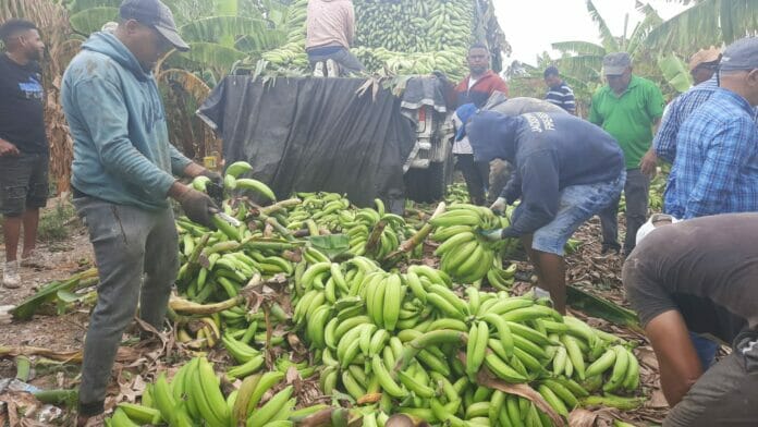 Azua: Productores de plátanos presentan desafíos para trabajar el campo