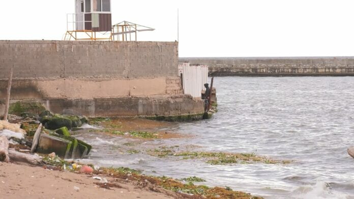 Vuelve el sargazo a playa del Malecón