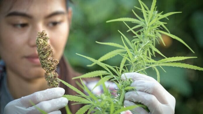 Día Mundial de la Marihuana: por qué se celebra el 20 de abril