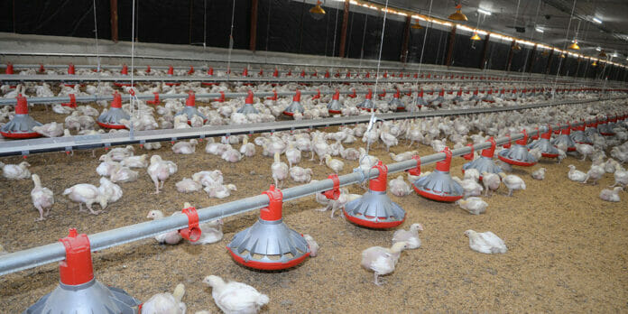 Avicultores buscan perfeccionar la producción de pollos de 20 millones al mes