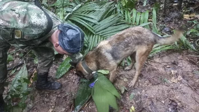 Milagrosa supervivencia de 4 niños en la jungla colombiana