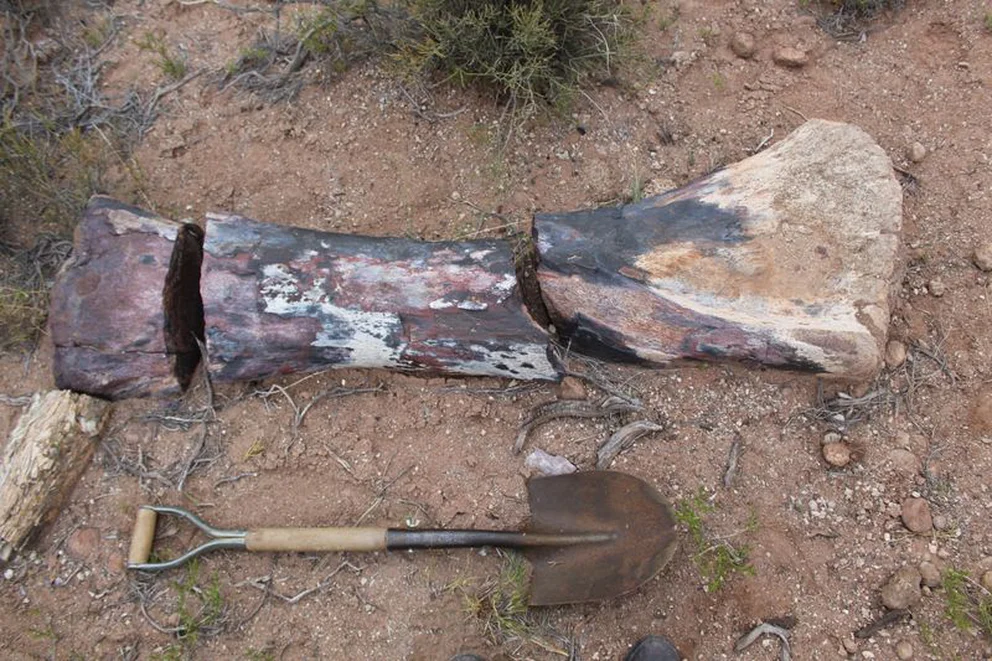 Fosil descubierto del Chucarosaurus