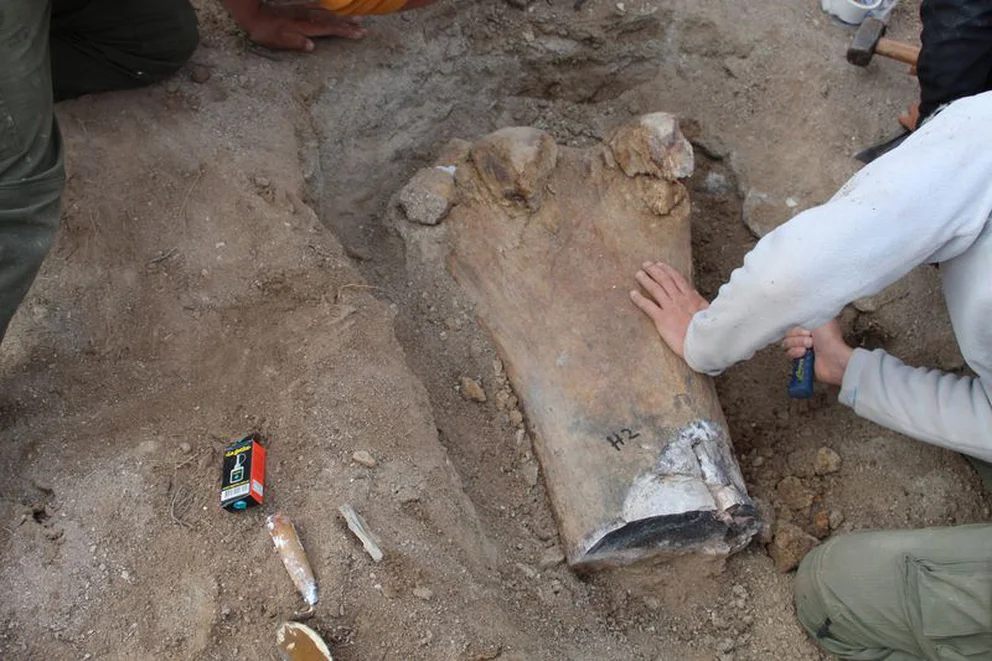 Fósil descubierto del Chucarosaurus