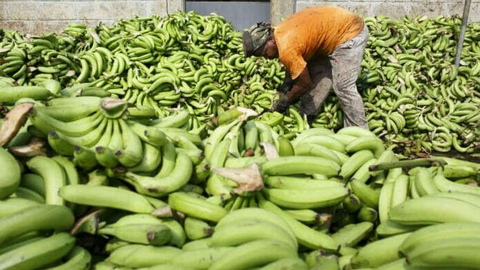 Abinader dispone la reactivación de la Comisión Nacional de Política Bananera