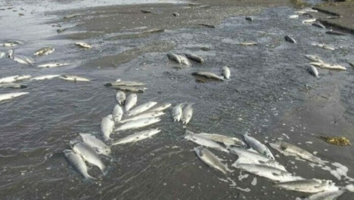 peces