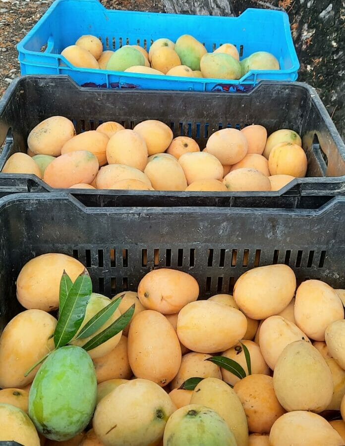 Gran parte de la cosecha de mango se pierde por la falta de mercado