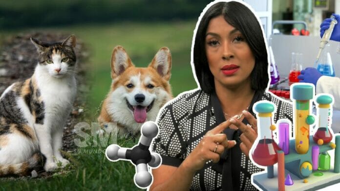 Browny Foundation pide detener eutanasia y exposición a CO en perros y gatos