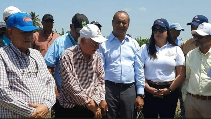 Agricultura inicia vedas para eliminar cultivos de mosca blanca en la zona de Azua