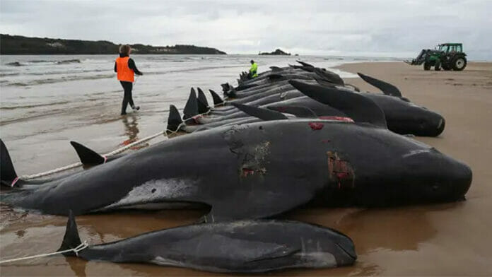 Mueren 97 ballenas que quedaron varadas en Australia
