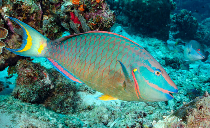 Un avance en la protección del océano; Gobierno veta la pesca de varias especies