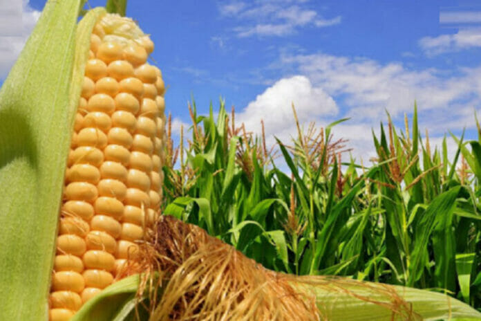 Aseguran acuerdo para sembrar maíz en Guyana atenta contra sector agropecuario nacional