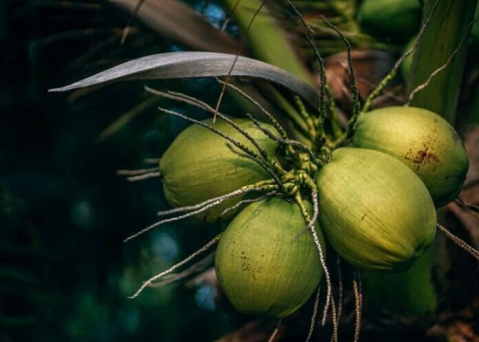 RD exportará por primera vez cocos verdes a Estados Unidos