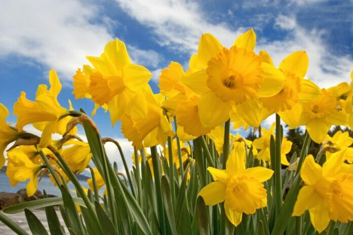 ¿Por qué se regalan flores amarillas este jueves?