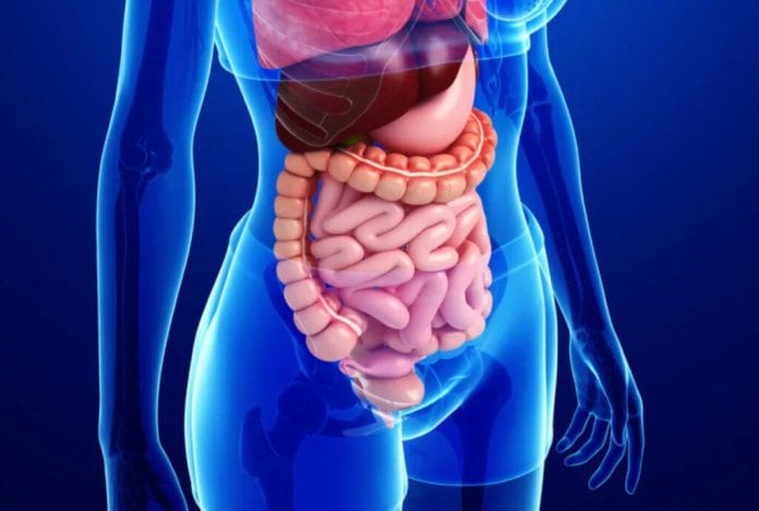 Estudios científicos identifican cuatro vitaminas para mantener intestinos sanos