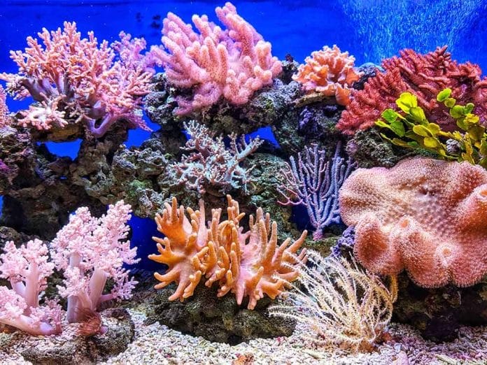 Crean alianza para la restauración de arrecifes de corales en RD