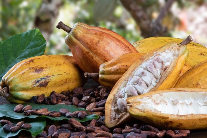 Festival del Cacao llega por primera vez a la provincia Duarte
