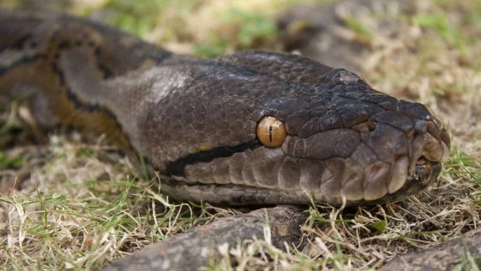 Serpiente