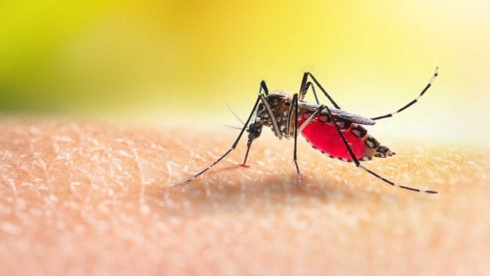 Prepárate para más mosquitos a medida que el mundo se calienta