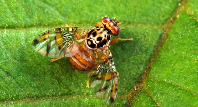 Agricultura activa protocolo ante la llegada Mosca del Mediterráneo en Punta Cana