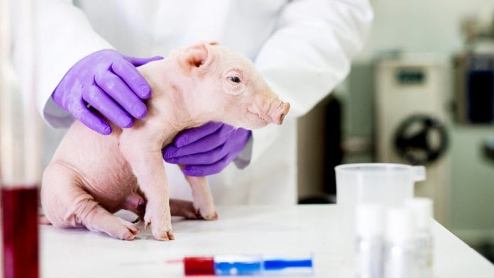 Japón logra criar cerdos modificados genéticamente con órganos aptos para humanos