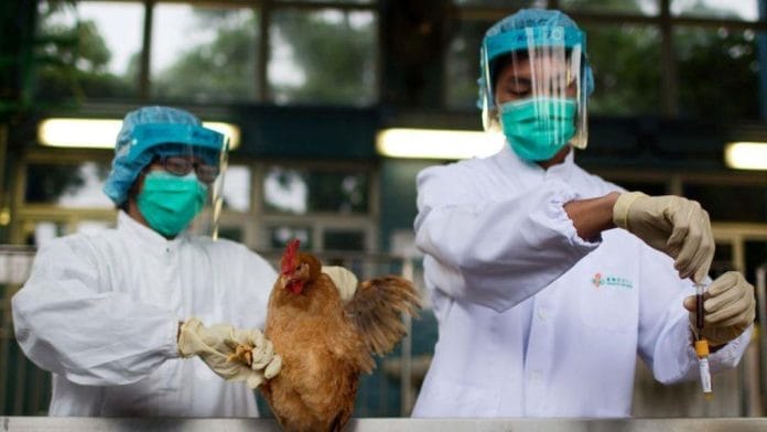 Virus de la gripe aviar: la OMS advirtió que su propagación es preocupante para la salud humana