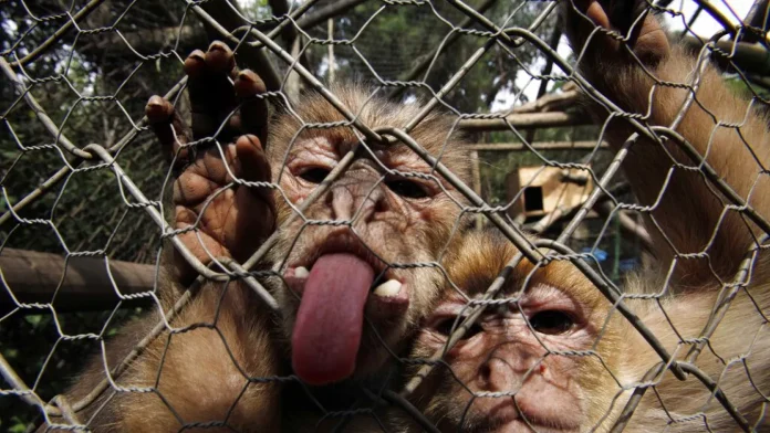 El virus B: Esto es lo que sabemos del 'virus del mono' tras el contagio de un hombre en Hong Kong