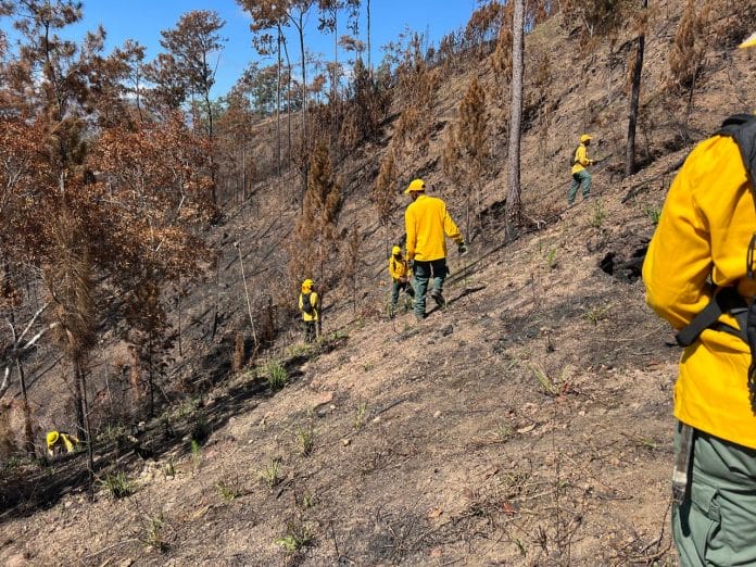 Programa Nacional de Manejo del Fuego informa reducción del 58 % en incendios forestales