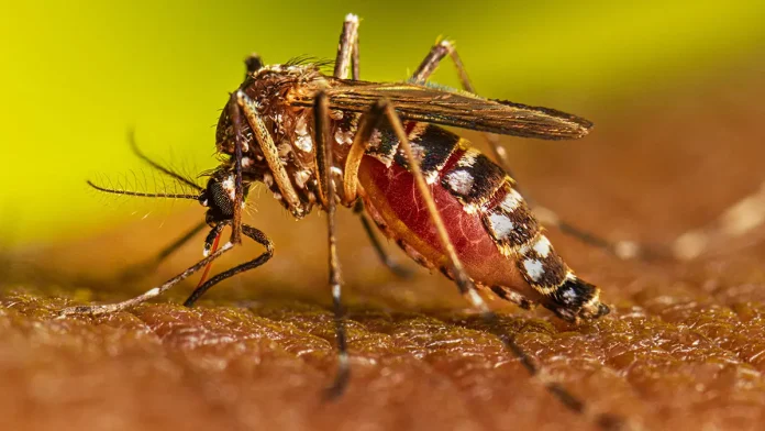 El dengue alcanza niveles históricos en las Américas y más cerca de EE.UU.