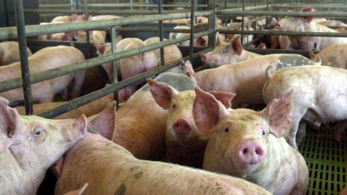 FAO concluye proyecto de apoyo a productores porcinos en RD