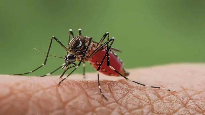 Oropouche: Todo lo que debes saber sobre el virus que mantiene el país en alerta