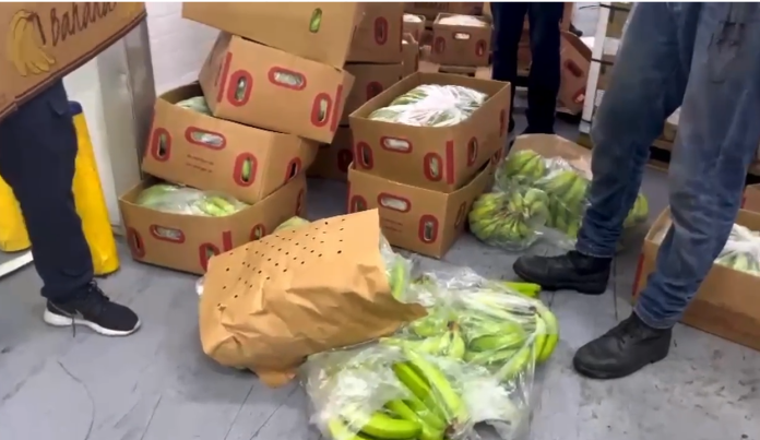 Incautan 663 láminas de cocaína en cajas cargadas de banano en Puerto Caucedo
