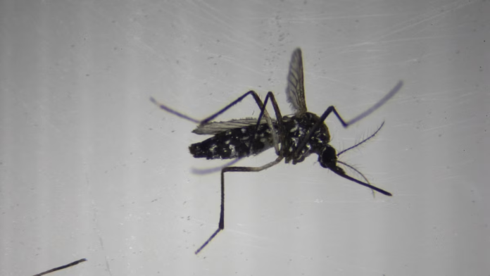¿El fin del dengue? Laboratorio español esteriliza mosquitos para combatir enfermedades