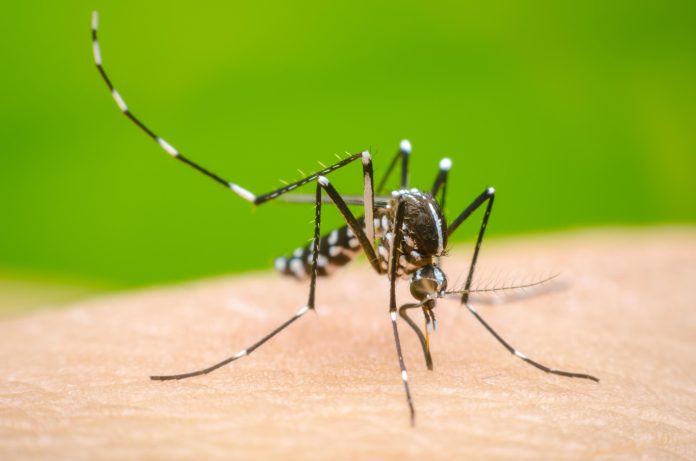 Salud Pública informa el dengue se mantiene con tendencia a la baja