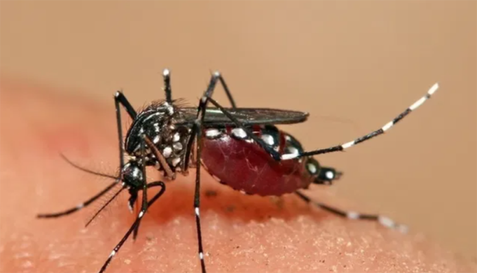 Reportan la primera muerte del año por dengue en Puerto Rico