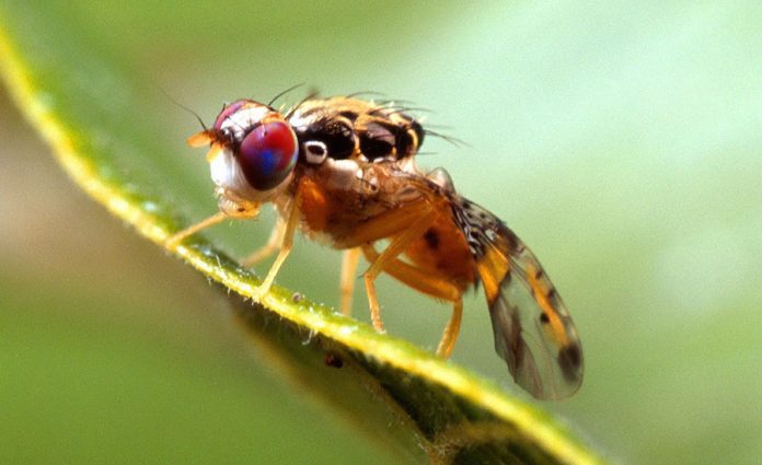 Erradican mosca del Mediterráneo en República Dominicana
