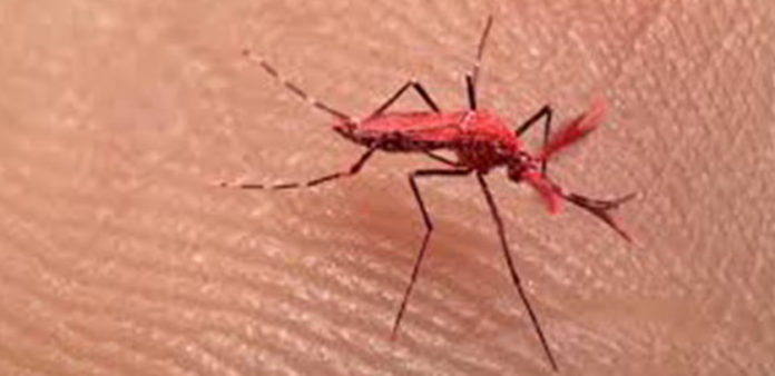 Crean mosquitos rojos para combatir el dengue en Argentina