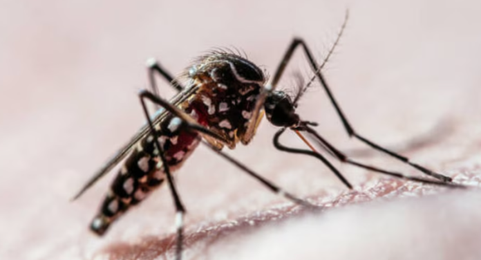 Dengue: el hallazgo sobre las hembras de los mosquitos que puede impactar en la transmisión del virus
