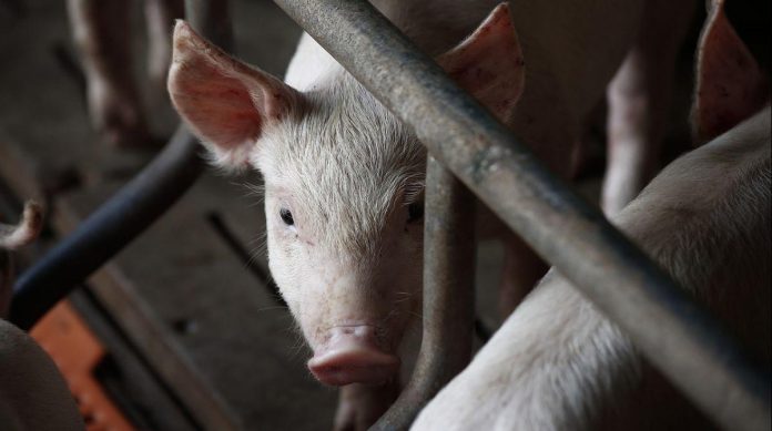 Científicos reviven cerebro de un cerdo una hora después de su muerte