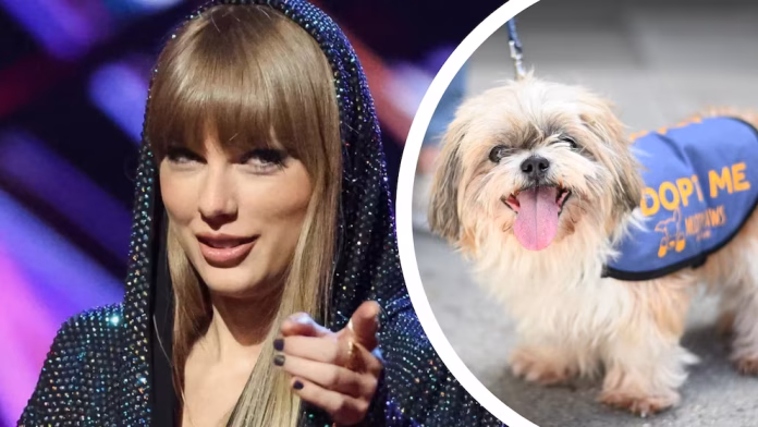 Entre los nombres más comunes de este año se encuentran Coco, Luna y Nala, mientras que nombres como Flocky, Khan y Nuna están ganando popularidad para el próximo año, según reporta Euronews.