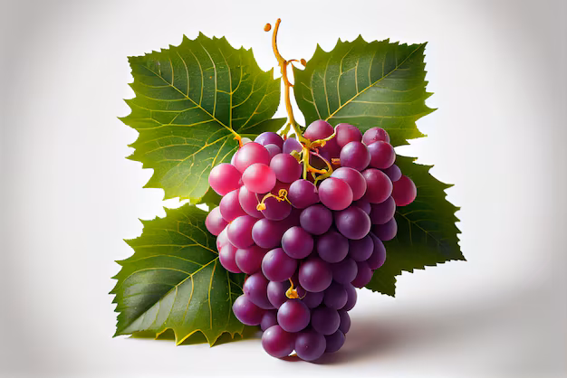 racimo uvas aisladas uvas rojas hojas aisladas sobre fondo blanco trazado recorte gener 563295 307