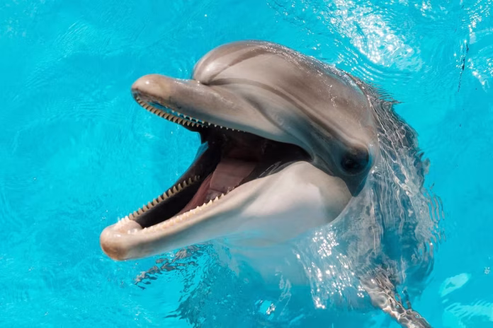 Delfines del Golfo de México dan positivo al fentanilo