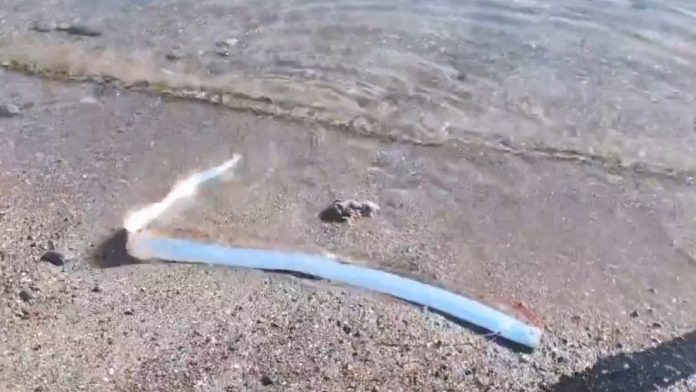 Hallan vivo un 'pez del juicio final' en una playa de México