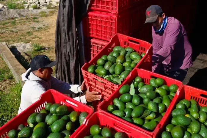 Productores de aguacate en México buscan diversificar sus exportaciones ante los aranceles de EE.UU.