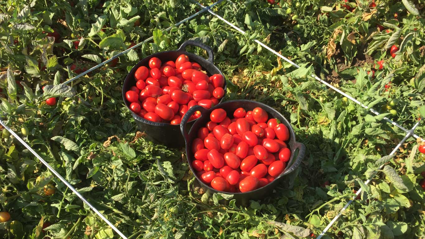 cabecera tomate de industria manvert fruitsetter 11 5 36 espana