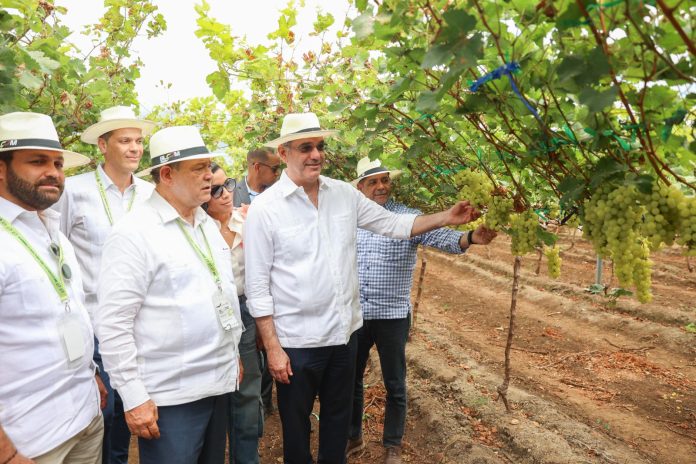 Abinader y Limber inician exportaciones de Uva Dominicana